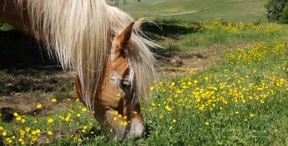 دانلود ویدیو اسب در طبیعت و چراگاه