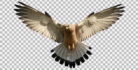 دانلود تصویر PNG پرنده شاهین