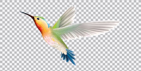 دانلود تصویر PNG پرنده مرغ مگس خوار