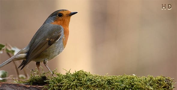 دانلود ویدیو پرنده رابین در طبیعت و فصل بهار