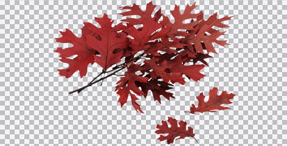 دانلود تصویر PNG شاخه درخت و برگ پاییزی