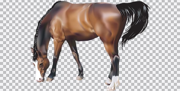 دانلود تصویر PNG تصویرسازی اسب