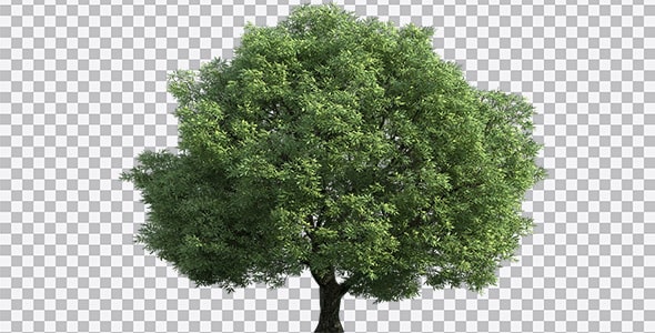 دانلود تصویر PNG درخت سرسبز